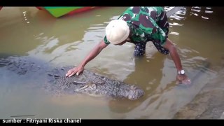 THE REACTION OF THE RISK CROCODILE WHEN PAK AMBO ENTERED THE WATER.