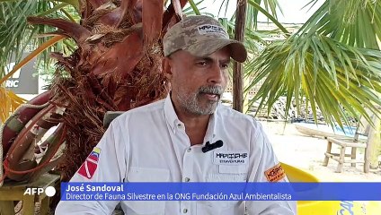 Alerta en Venezuela por “peste” de caracol africano gigante