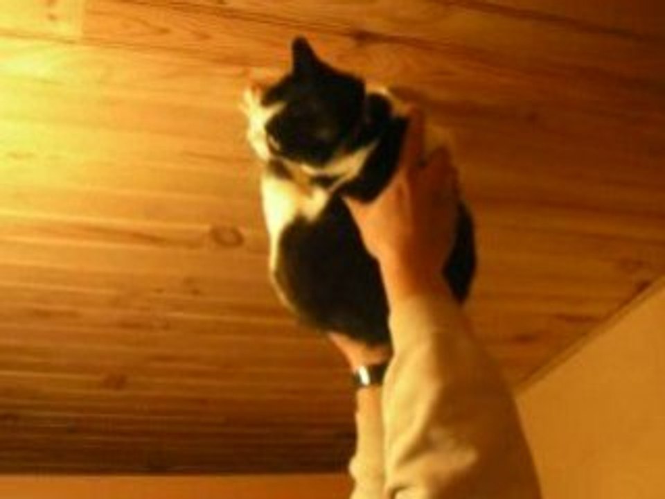Spider chaton