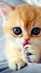Cat Cute Sound #Funny Animal #Funny Video #kids #Child
