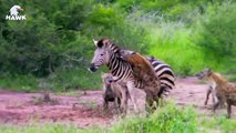30 Moments Poor Zebra Injured By Lion, Crocodile and Hyenas