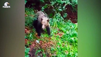 30 Scary Moments When Hungry Leopard Breaks Into Village To Catch Dog
