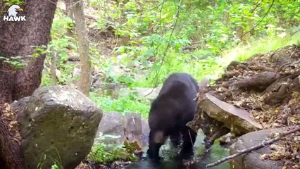 30 Moments Bears Get Injured By Enemies And Other Bear