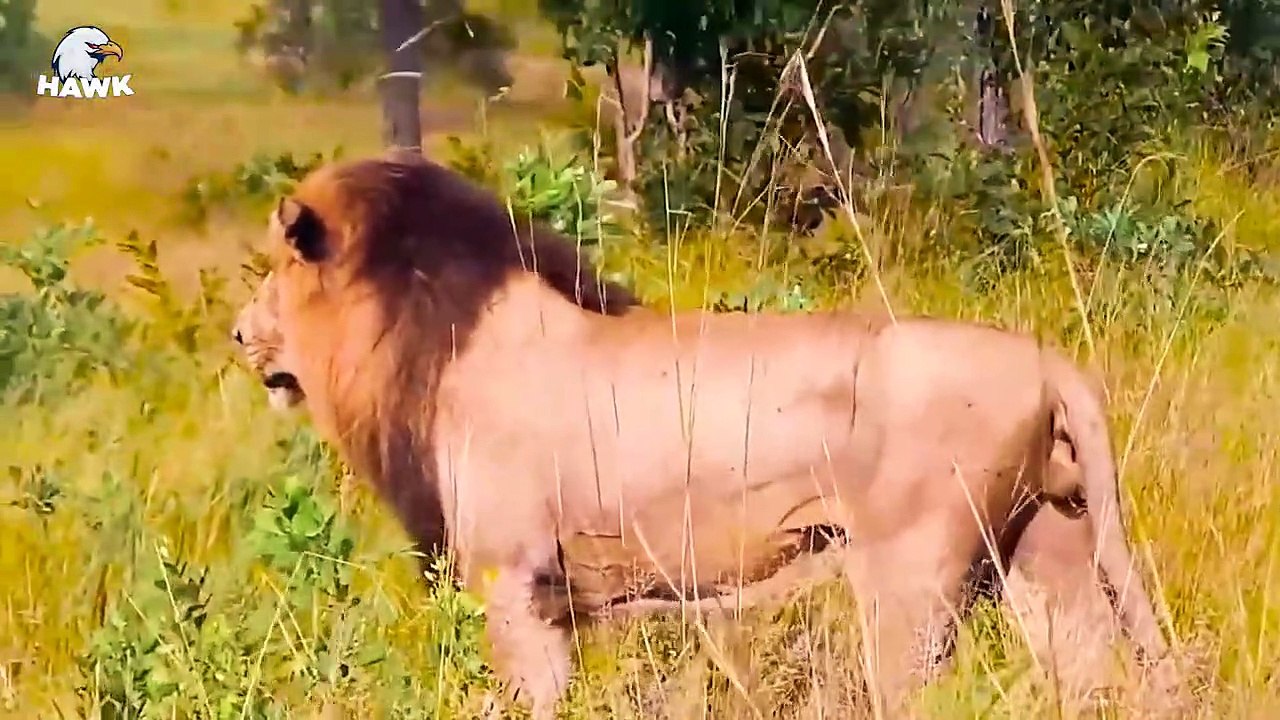 30 Scary Moments When Animals Carry Enemies On Their Backs