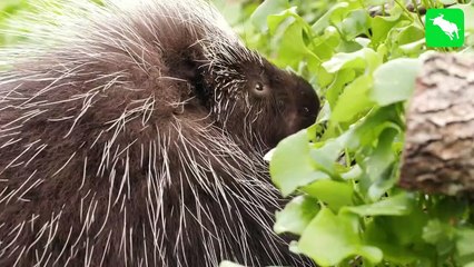 Horn In Belly   10 Prey Moments When Animal Fights Back