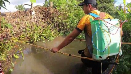 Truy Đuổi 2 Con Cá Lóc Cụ Trong Mương Bèo Bằng Máy Kích Cá Điện Tử   Thú Vui 3 Miền
