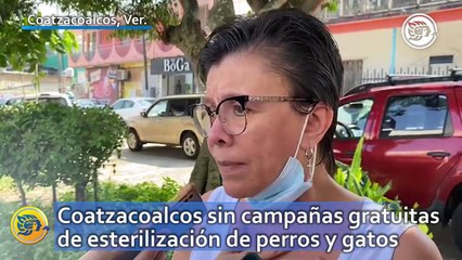 Coatzacoalcos sin campañas gratuitas de esterilización de perros y gatos