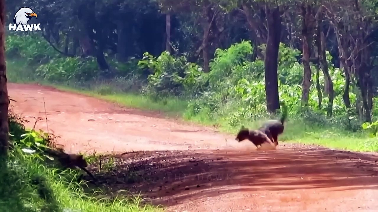 40 Tragic Moments When Jackals Fight The Wrong Opponent - Animals Fighting