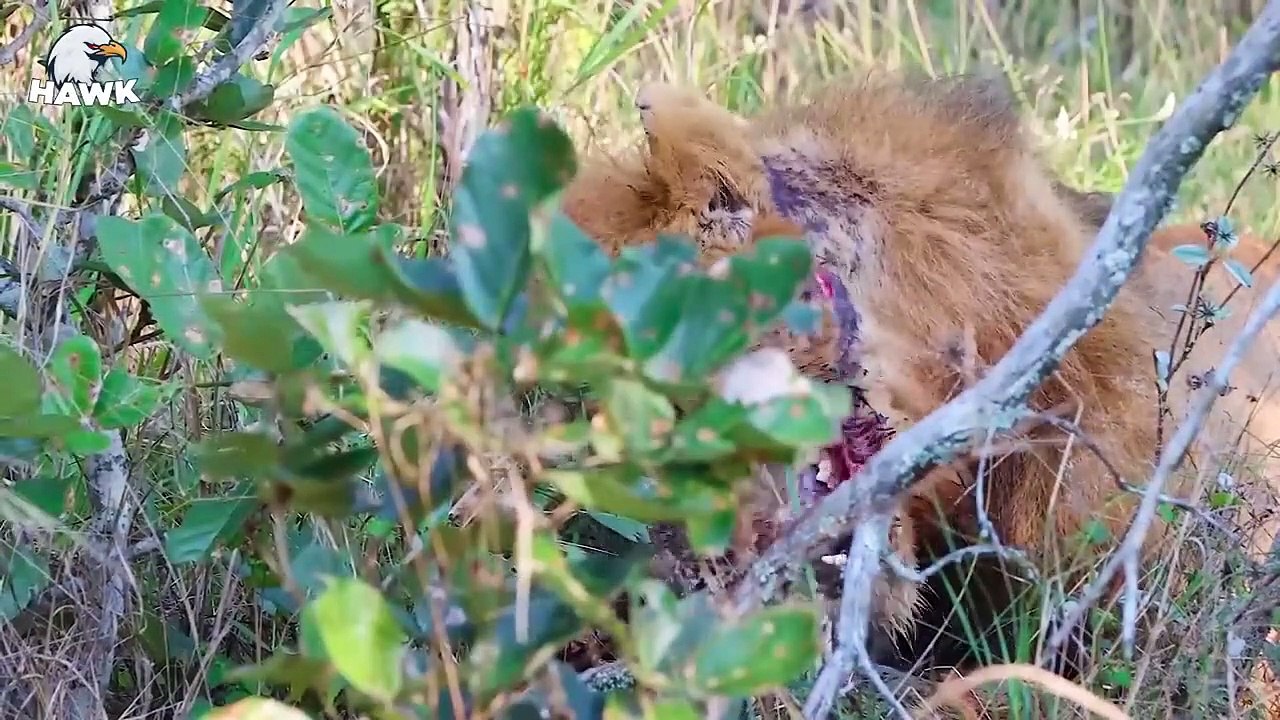 15 Scary Moments When Lions Injured and Die Painfully - Big Cats