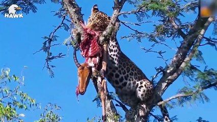 15 Unbelievable Moments When Big Cats Hunt In Trees   The Hawk