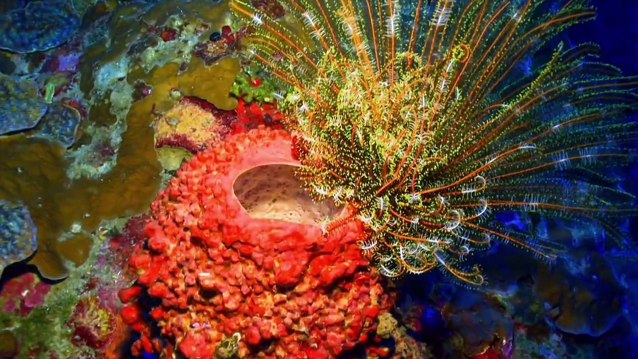 Geheimnisse der Ozeane Staffel 1 Folge 1 HD Deutsch