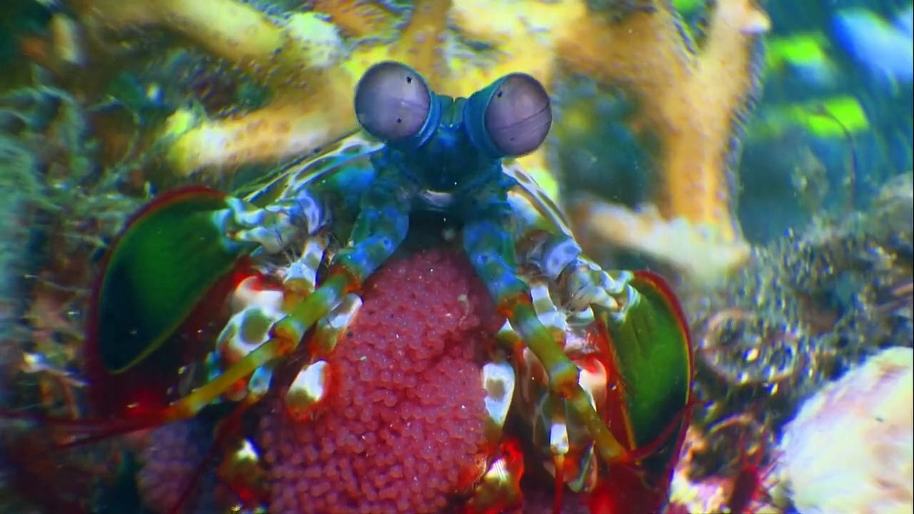 Geheimnisse der Ozeane Staffel 1 Folge 2 HD Deutsch