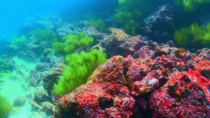 Geheimnisse der Ozeane Staffel 1 Folge 3 HD Deutsch