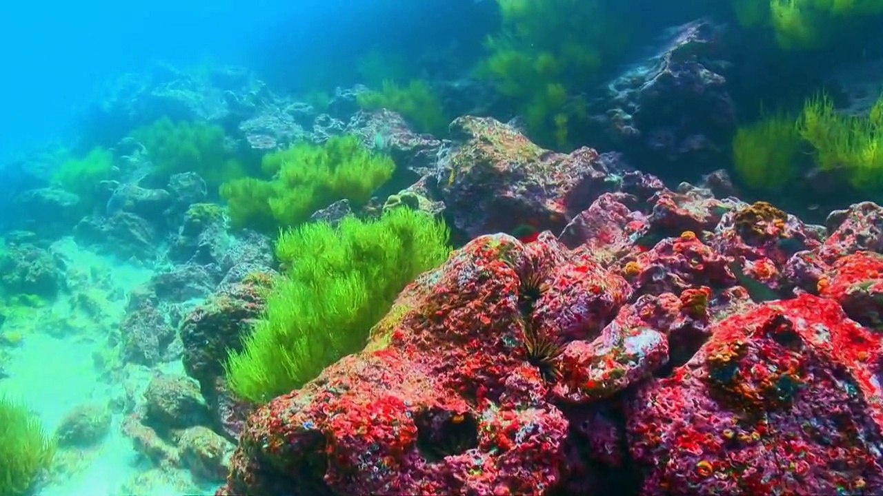 Geheimnisse der Ozeane Staffel 1 Folge 3 HD Deutsch