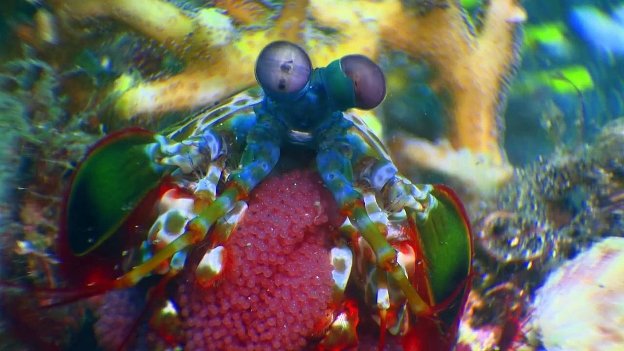 Geheimnisse der Ozeane Staffel 1 Folge 6 HD Deutsch