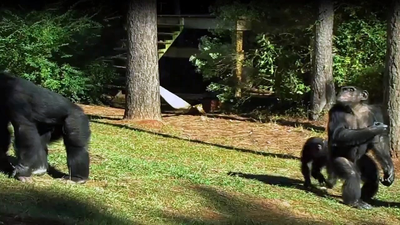 Triff die schimpansen staffel 1 folge 1 hd deutsch