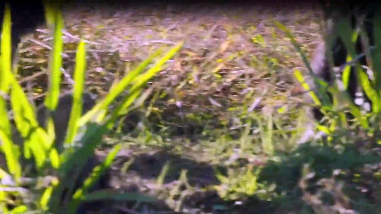 Triff die Schimpansen Staffel 1 Folge 2 HD Deutsch