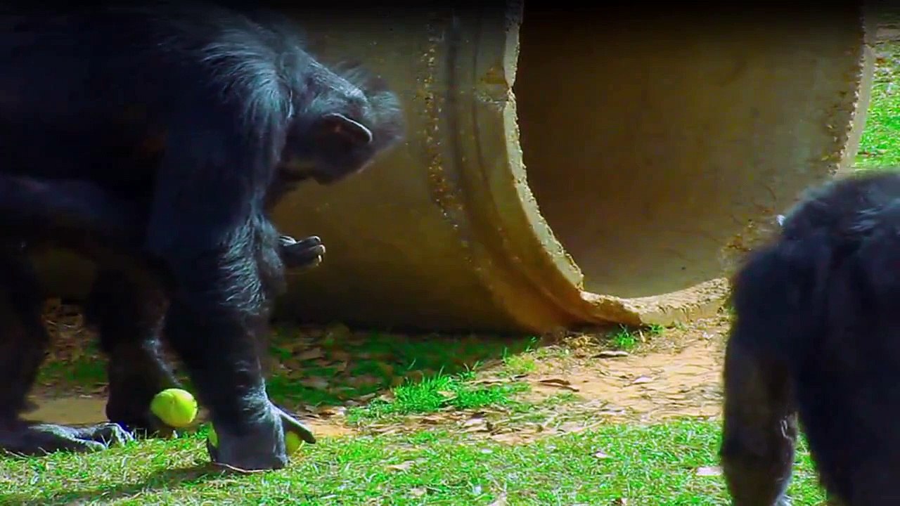 Triff die Schimpansen Staffel 1 Folge 4 HD Deutsch