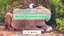30 Scary Moments When Big Cats and Animals Get Injured…...   Animal Fights