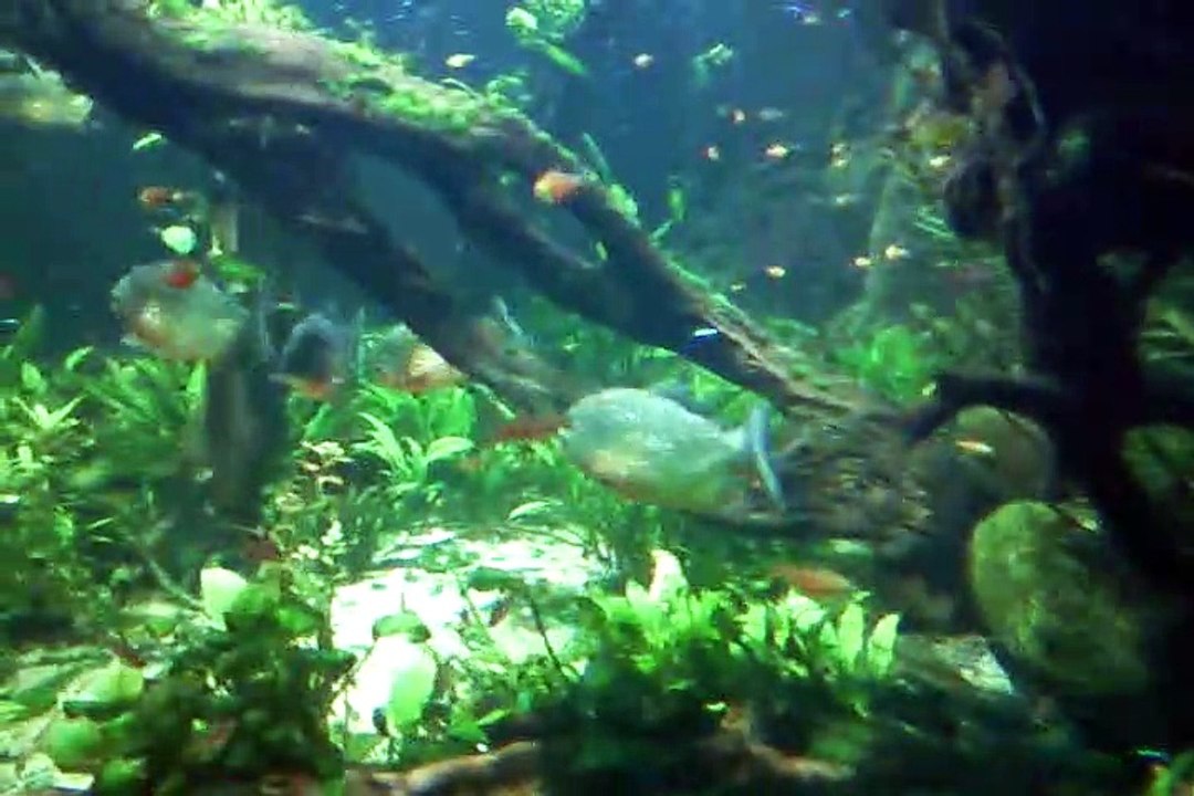 Fische im Aquarium
