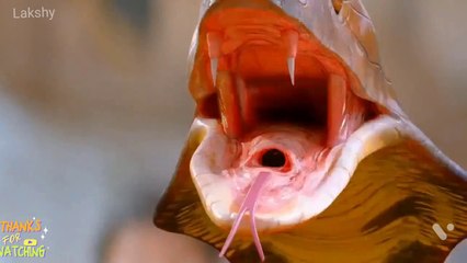 South action Hindi dubbed movie /comedy /viral /movie