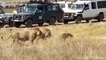 Lion attacks Hyena who wants to steal his food very hard, Wild Animals Attack
