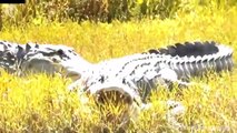 Cheetah helpless when Crocodile attack and steal its food, Wild Animals Attack
