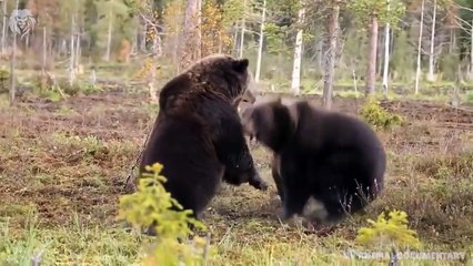 Extreme fights Tiger vs Bear , Wild Animals Attack