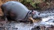 Angry Hippopotamus attacks Wild Dogs very hard, Wild Animals Attack