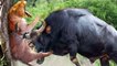 Angry Buffalo attacks Lion very hard to save her baby, Wild Animals Attack