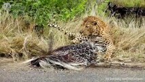 Extreme Fight Leopard vs Porcupine, Wild Animals Attack