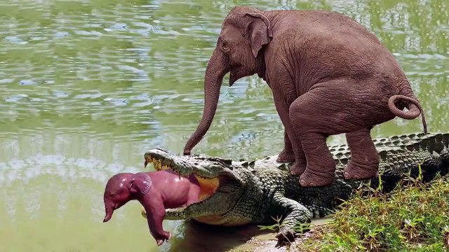 Mother Elephant attacks Crocodile very hard to save her baby, Wild Animals Attack