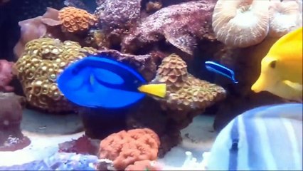 Belajar mengenal nama Hewan Laut _ Nama nama Ikan _ nama dan suara hewan laut