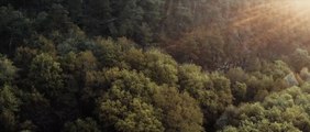 The Forest _ Nature Cinematic Drone Footage