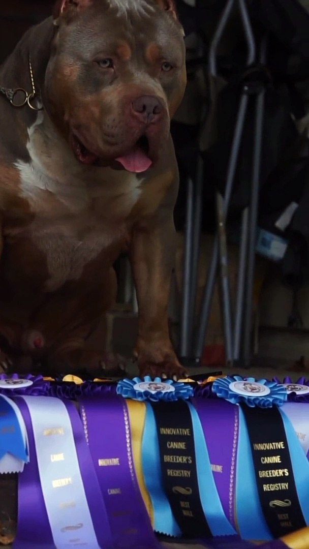 What Is The Best Registry For Dogs