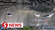 More migratory birds flock to dugong nature reserve in south China