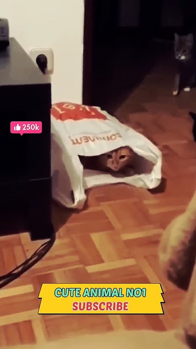 Funny cat  shorts cat video 