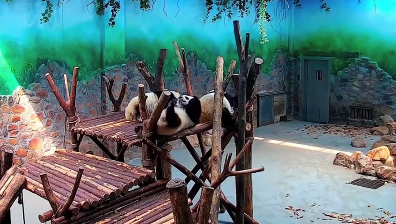 Your Friend Panda