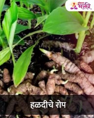 भरपूर पैसा कमवायचा असेल तर लावा ही झाडे,होऊ शकता करोडपती-