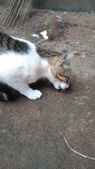 Cute Beauty Cat Eating Fish