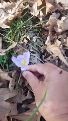 Ambilin bunga saffron di hutan