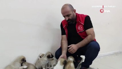 Annelerine araba çarpan yavru köpeklere sahip çıktılar