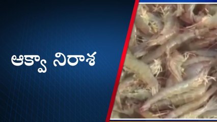 నెల్లూరు జిల్లా: ధరలు పతనం... కుదేలైన ఆక్వా