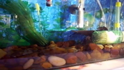 Mi Pecera (Acuario) Diciembre 2007, Tacuarembó, Uruguay