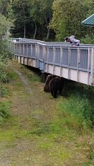 Vilain maman ours et ourson se font chasser - Buzz Buddy