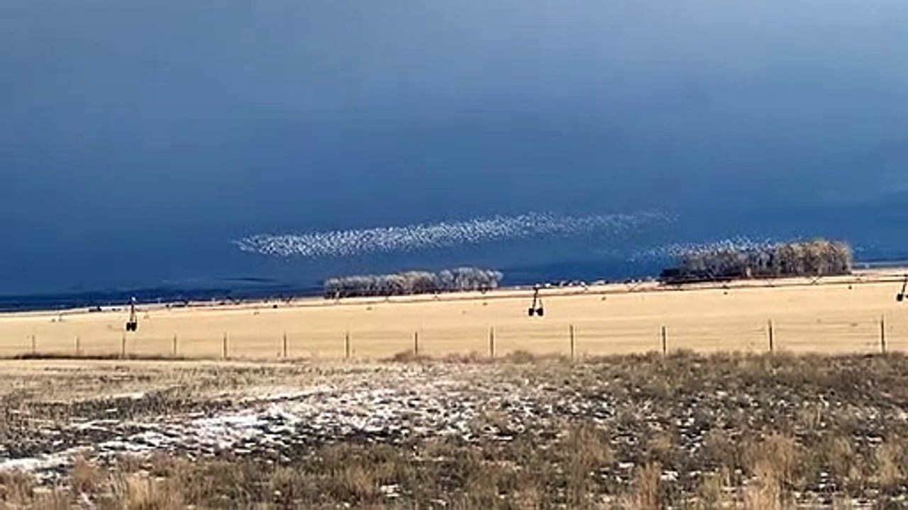 Oies des neiges migrant au-dessus du montana - Buzz Buddy