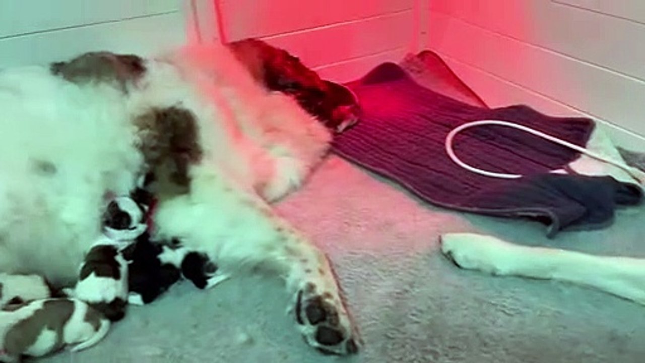 Les mamans chiens coparentales aident à élever 12 chiots pyrénéens - Buzz Buddy