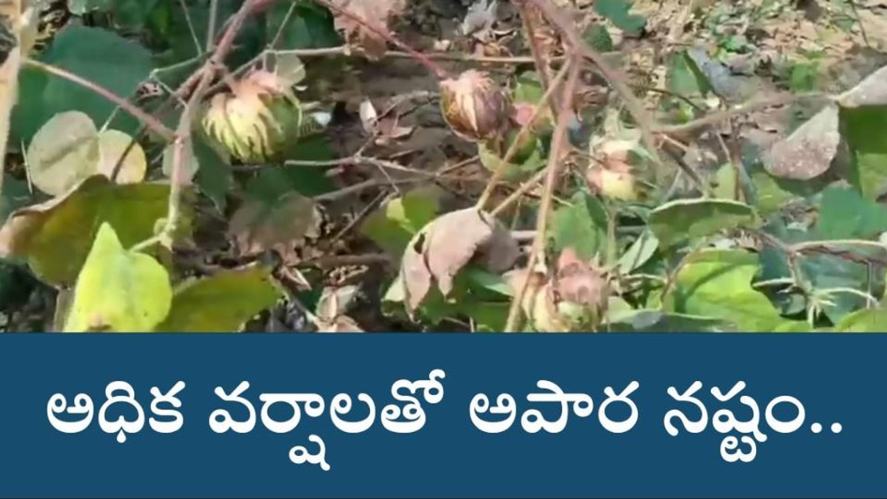 నారాయణపేట: నకిలీ పత్తి విత్తనాలతో రైతుల ఇక్కట్లు