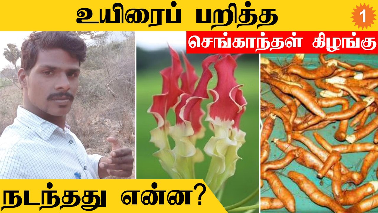செங்காந்தள்  கிழங்கை சாப்பிட்டவர் பலியானது எப்ப...