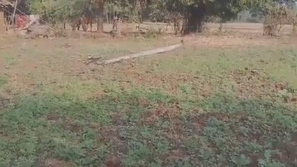 गुना : बिजली का खंबा टूटकर गिरा, बिजली विभाग अधिकारी नहीं दे रहे ध्यान